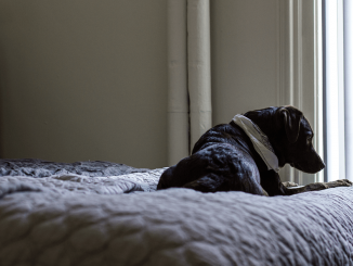 hond slapen slaapkamer